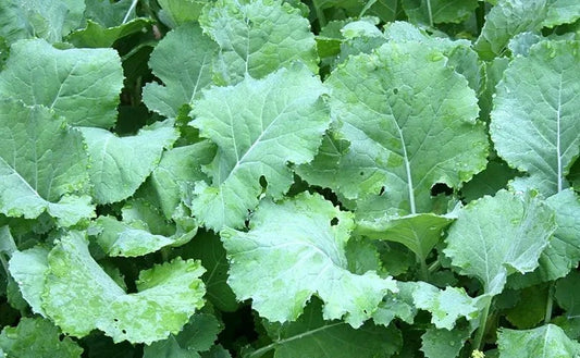 Kale Seeds 300+ Non-GMO Premier Early Hanover Vegetable Seeds - Quality Gardening Seeds for Home Growers