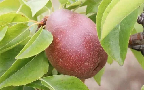 25+ Seckel Pear Seeds for Planting - Dwarf Variety - Pyrus communis - USA