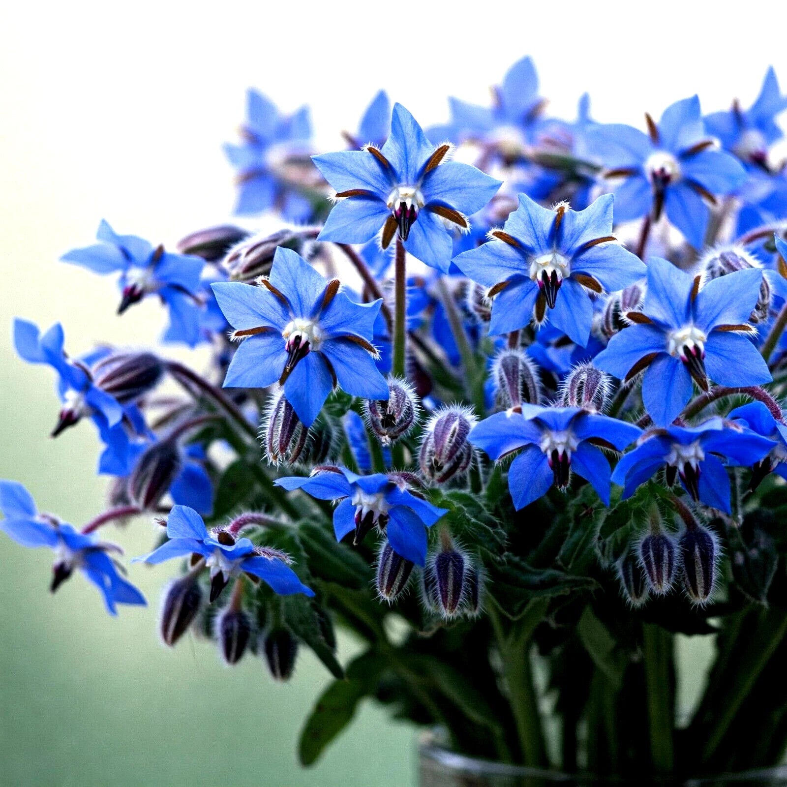 Blue Borage Seeds - 300+ Count - Pest Repellent Herb Flower - Borago officinalis - Free Shipping