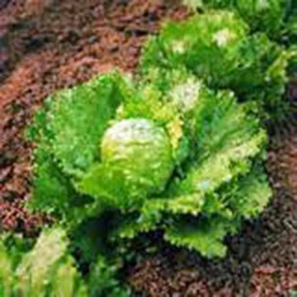 Iceberg Lettuce Seeds, Heirloom, Non-GMO, Large Head, 1000 Seeds, Lactuca sativa