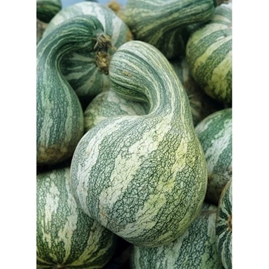 Cushaw Mixture Seeds - Fresh Squash/Pumpkin Seeds - Heirloom Variety - Cucurbita argyrosperma