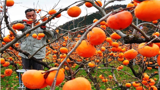 Japanese Persimmon Tree Seeds - 10 Seeds - Diospyros kaki - Edible Fruit Variety - Planting Seeds