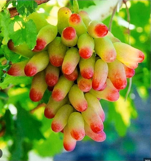 Manicure Fingers Grapes Cuttings - 3 Fresh Rooting Cuttings - Vitis vinifera