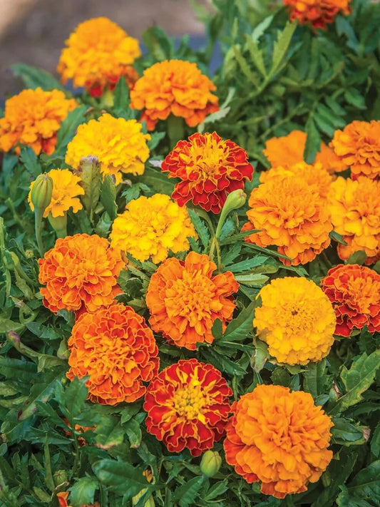 Boy O' Boy Mix Marigold Seeds - 25+ Pack - Colorful Garden Flowers - Tagetes erecta - USA