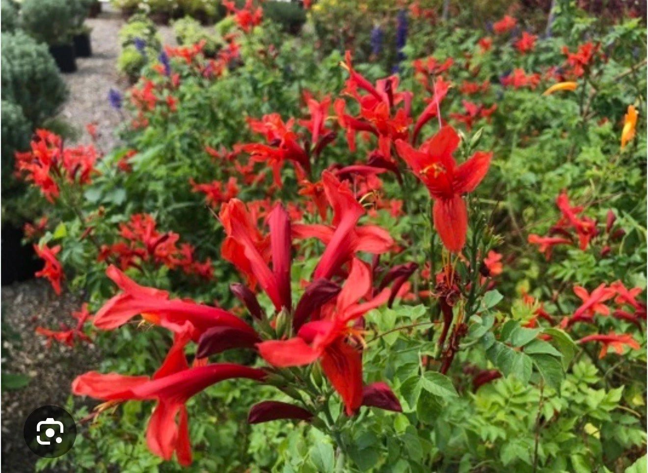 Cape Town Red Tecomaria Starter Plant - Small Rooted Hummingbird Attractant - Tecomaria capensis