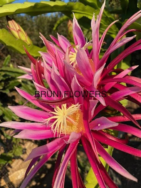 Bruni Dragon Fruit Cuttings 8"-12" | Hylocereus undatus | Exotic Tropical Plant Propagation