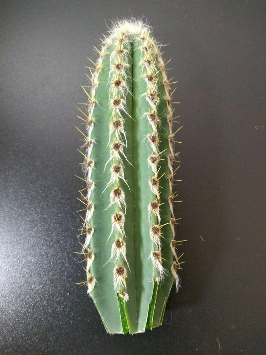Cephalocereus royenii Starter Cactus 6" Tall Pipe Organ Cactus 1 Cut - Sebucán Succulent Plant