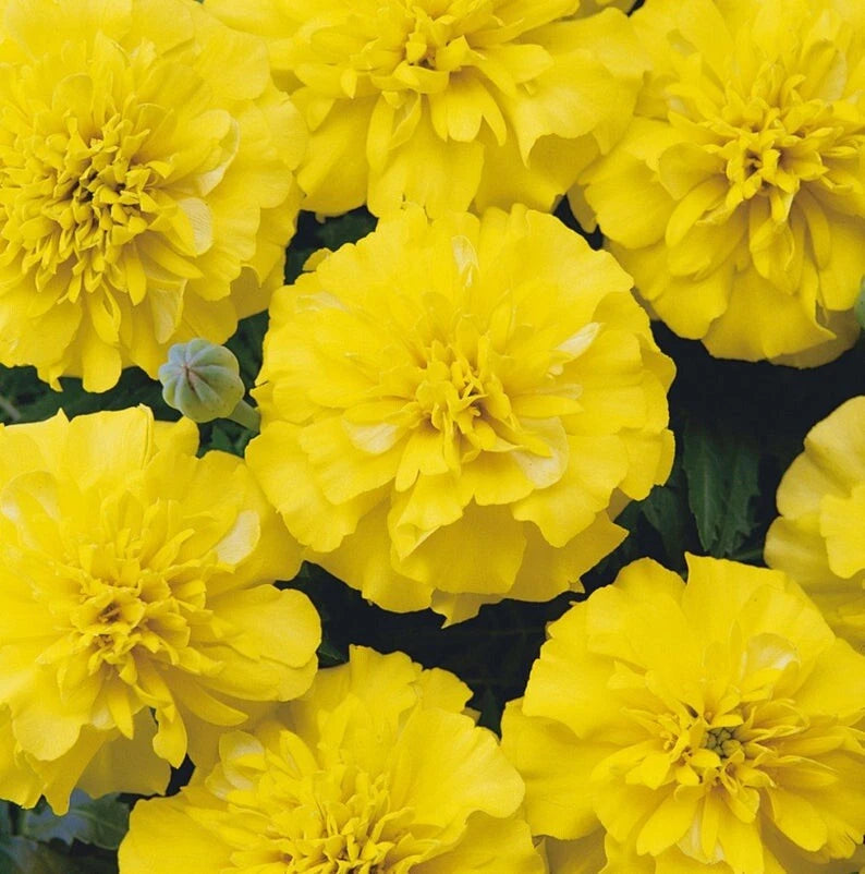 25 Marigold Seeds - Yellow Blooms - Heirloom Annual - Medicinal Edible Flower (Tagetes)