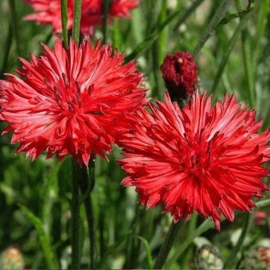 Bachelor Button Seeds - Tall Red Variety - 200+ Seeds - Centaurea cyanus - USA Seller, Free Shipping