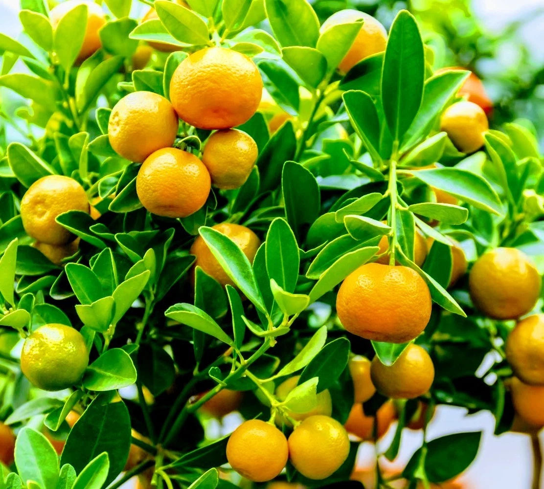 Calamondin Orange Tree - 3 Gallon - Fruiting Calamansi Citrus x microcarpa