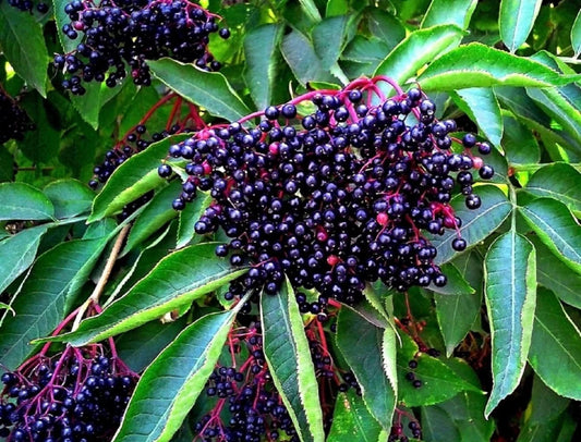 American Elderberry Seeds - 250 Non-GMO Seeds - Sambucus canadensis - Plant for Berries and Medicinal Uses