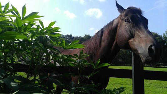 Cassava Cuttings 5 PCS Thick Woody Sweet Jamaica Red Yuca Manihot Esculenta Free Shipping