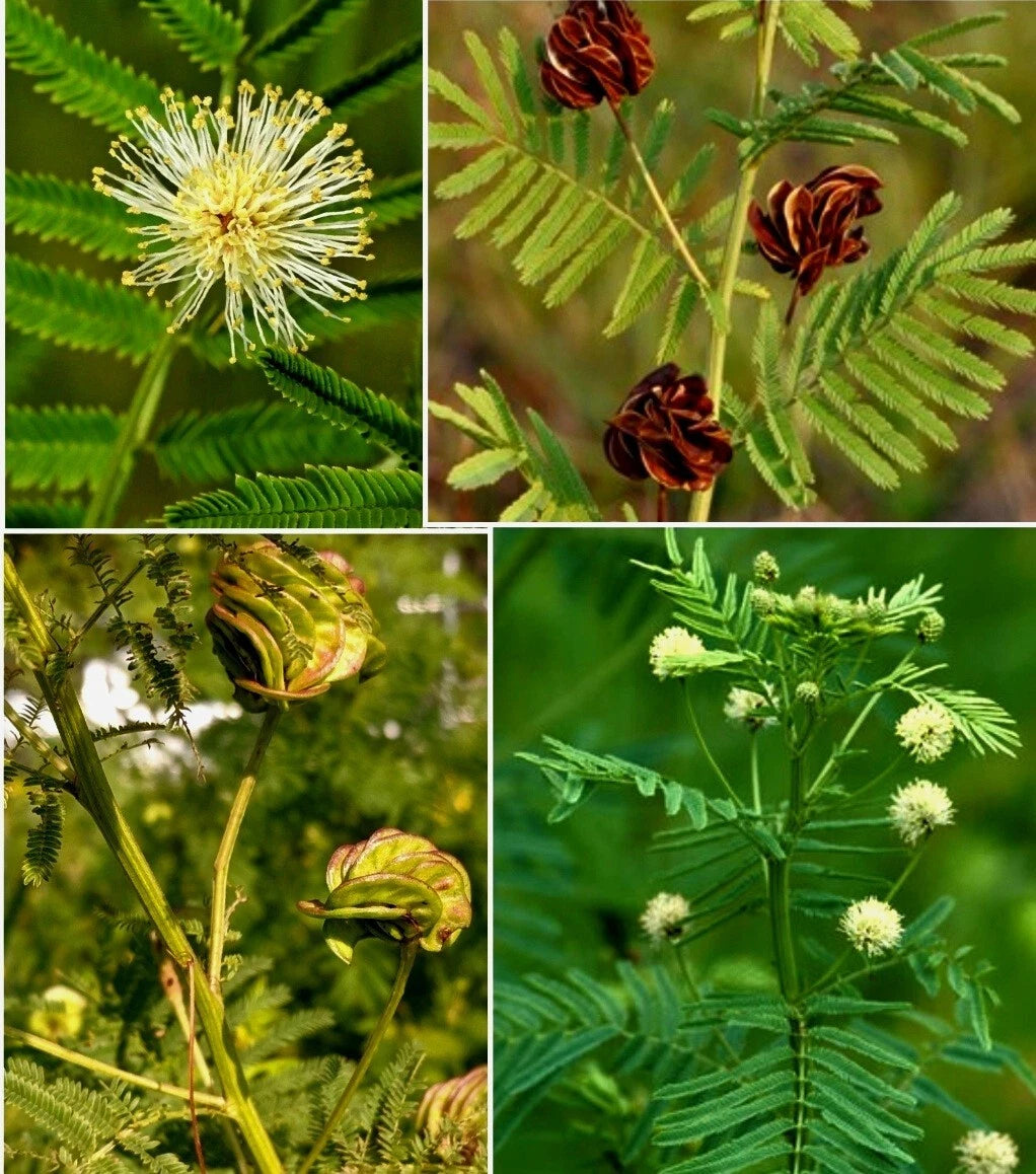 30+ Fresh Illinois Bundleflower Seeds - Prairie Mimosa, Desmanthus illinoensis, Native Wildflower Seeds for Pollinator Gardens