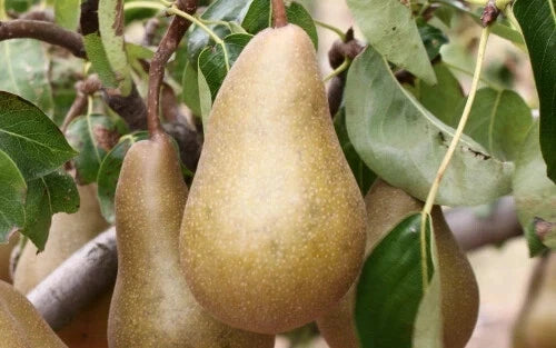 Beurre Bosc Pear Seeds - 25+ Premium Seeds for Garden Planting - Pyrus communis - USA