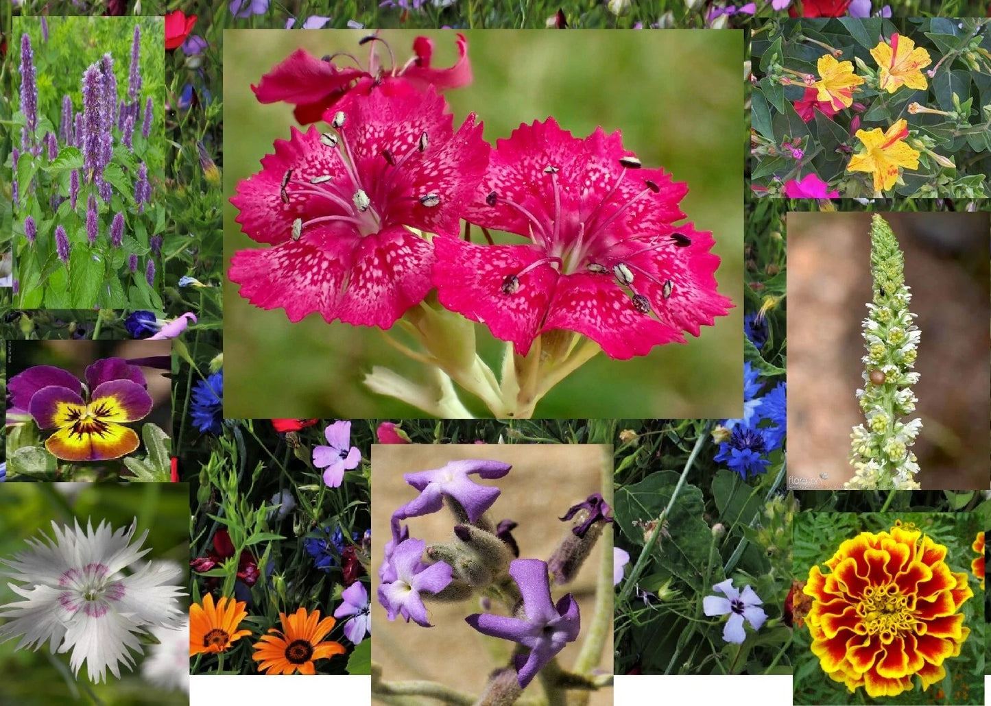Aromatic Mix Seeds - 15+ Highly Fragrant Varieties - Fast Growing 300+ Seeds - Perfect for Gardens and Landscaping