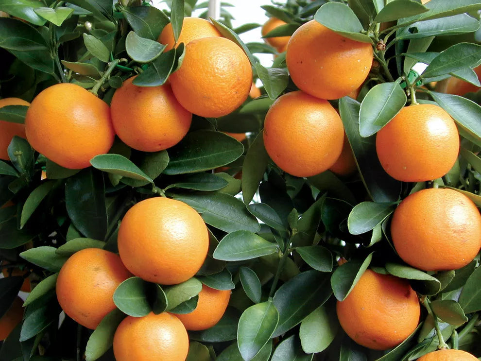 Kumquat Tree Seedling 3"-6" Live Plant Citrus Fortunella Japonica Sweet Edible Fruit Fast Growing USA Seller