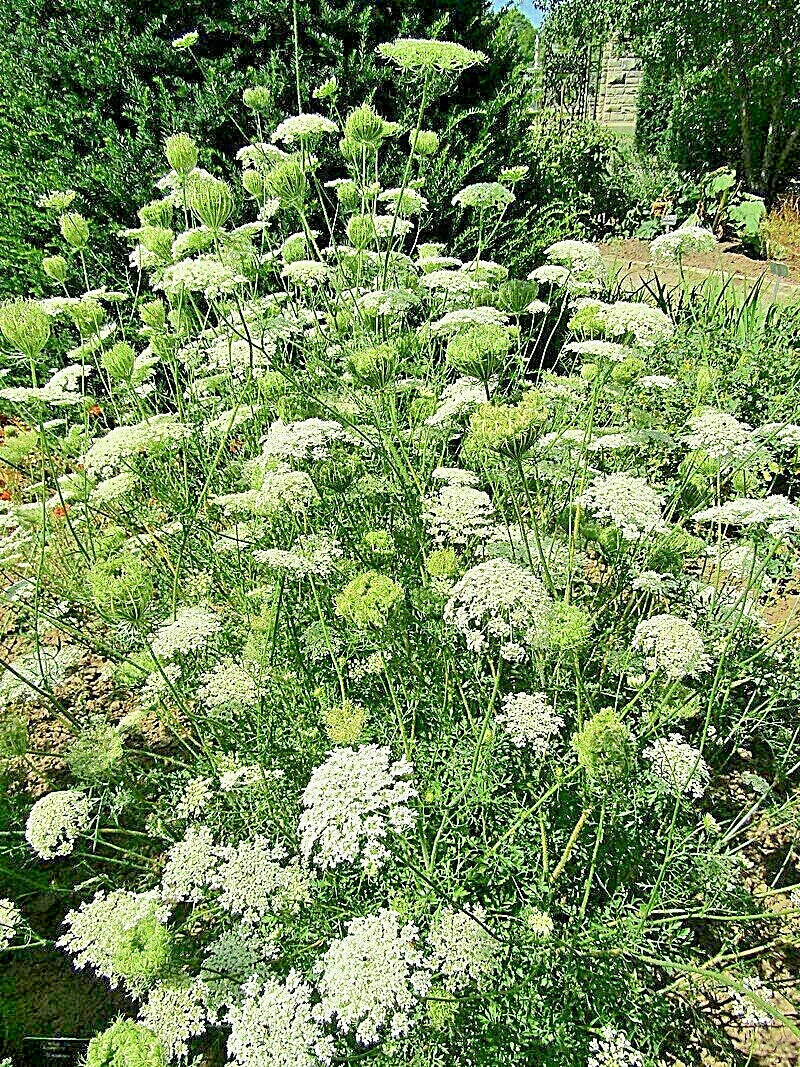 Queen Anne's Lace Seeds 1000 Count, Wild Carrot, Daucus Carota, Bulk Wildflower Seeds