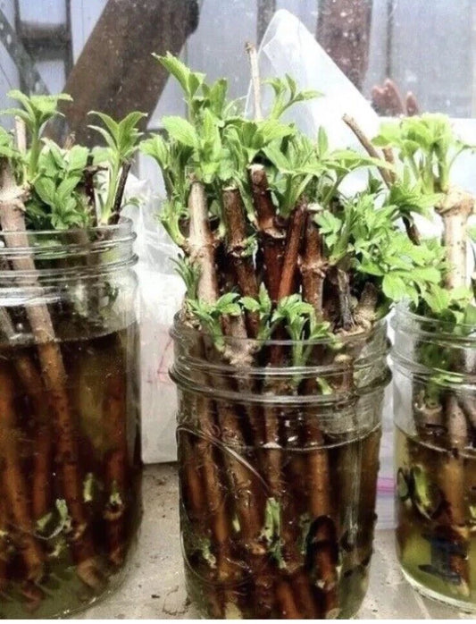 5 Unrooted American Elderberry Cuttings, Sambucus nigra, Native Medicinal Shrub, Organic, Appalachian Grown, Perennial Plant