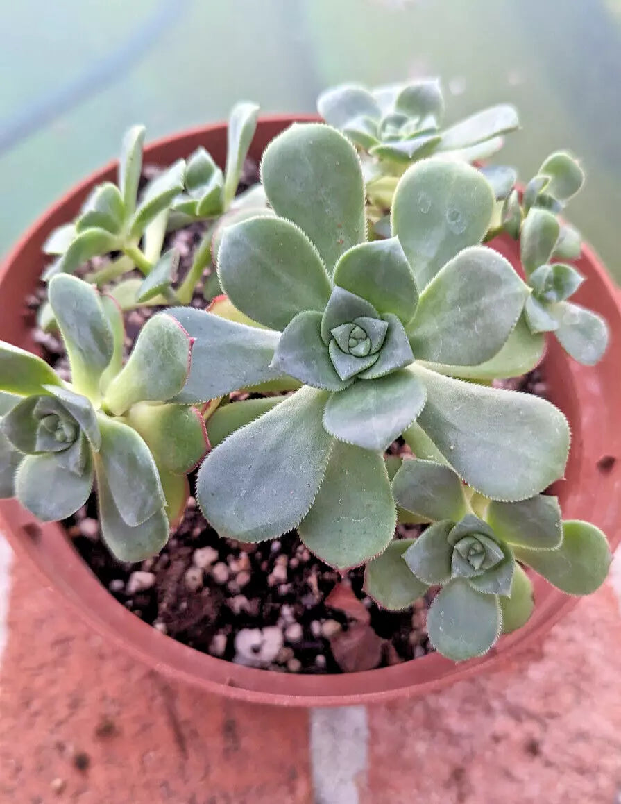 Aeonium Haworthii Potted Plant - Large 6" Diameter - Mature 4 Years Old - Succulent Houseplant