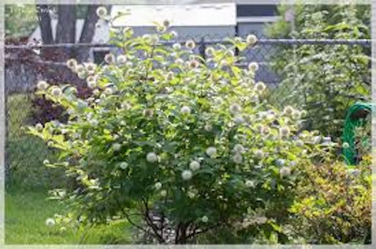 Buttonbush Plant 12-18in Live Bare Root Native Cephalanthus occidentalis for Wet Soils, Rain Gardens, Woodland Gardens