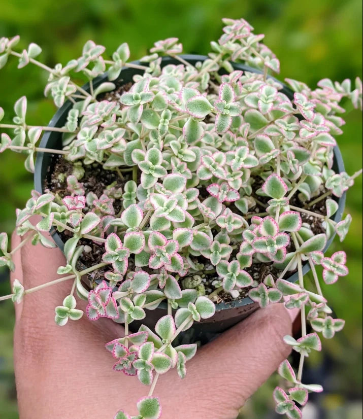 Sedum 'Little Missy' Succulent Live Plant 4" Bare Roots | Perfect for Home Garden Decor | Drought-Tolerant Succulent
