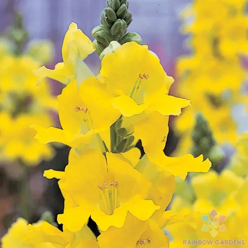 Chantilly Yellow Snapdragon Seeds - 1000+ Pack - Antirrhinum majus - Garden Flower Seeds - USA