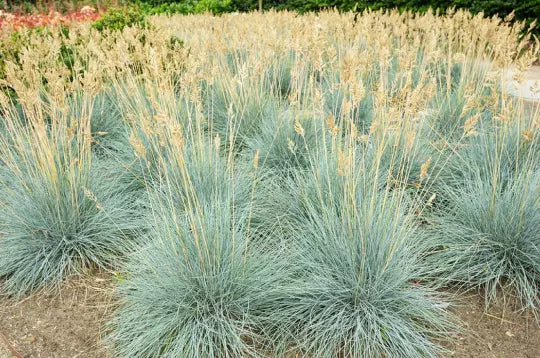 Blue Fescue Grass Seeds - 100+ Count, Silvery Blue Ornamental, Festuca cinerea glauca