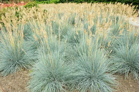 Blue Fescue Grass Seeds - 100+ Count, Silvery Blue Ornamental, Festuca cinerea glauca