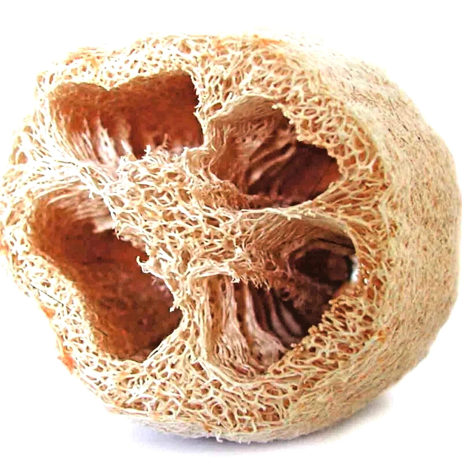 Loofah Seeds - 10 Heirloom Sponge Gourd Seeds - Non-GMO Luffa Vegetable for Gardening
