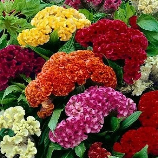Celosia CRISTATA Mixed Cockscomb Dried Flowers Seeds - Non-GMO 500 Count, Colorful Cutflowers for Bouquets and Arrangements