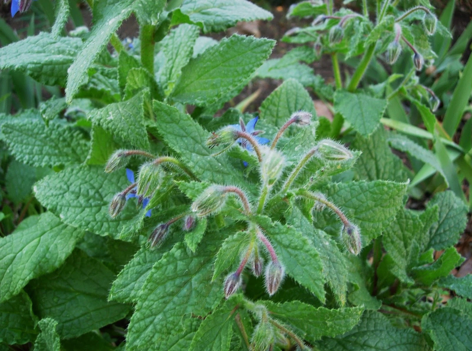 Borage Seed 500+ Seeds - Fresh Herb Seeds - Borago officinalis - Culinary & Medicinal Use