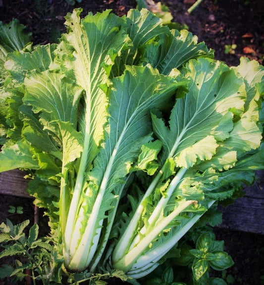 Michihili Chinese Cabbage Seeds - 1000+ Count - Brassica rapa - Ideal for 2025 USA Garden Planting