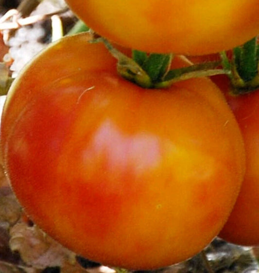 Hillbilly Tomato Seeds 100+ Count Indeterminate Beefsteak Variety (Solanum lycopersicum) for Vegetable Garden