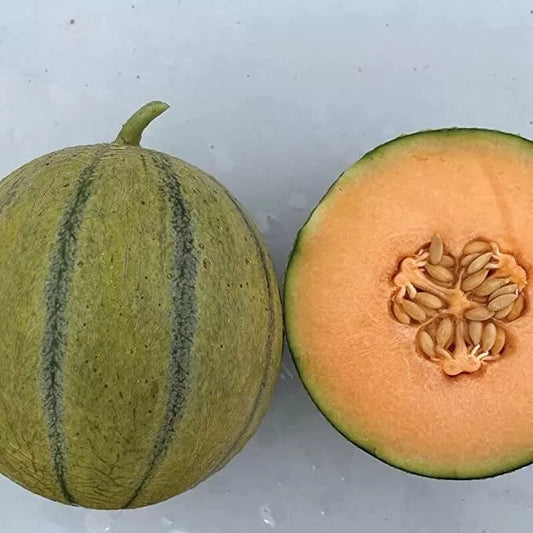 Cantaloupe Seeds for Planting - Melonade Variety (10 Seeds) - Cucumis melo