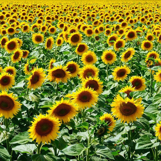Mammoth Grey Stripe Sunflower Seeds - NON-GMO, Helianthus annuus, Bulk Pack for Planting, Free Shipping Available