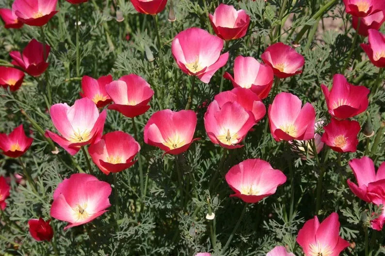 Carmine King California Poppy Seeds - 250+ Flower Seeds - Eschscholzia Californica - USA Grown