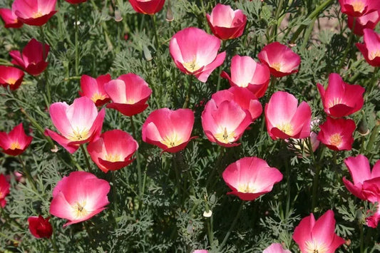 Carmine King California Poppy Seeds - 250+ Flower Seeds - Eschscholzia Californica - USA Grown