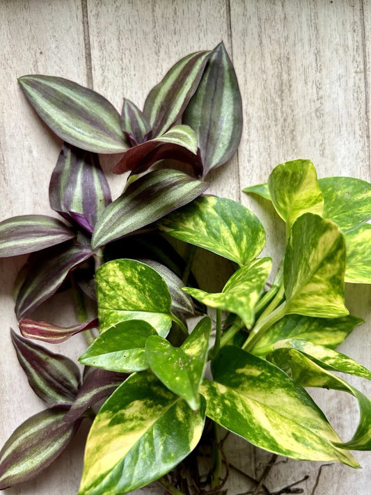20 Rooted Plant Cuttings - Pothos & Wandering Jew - Easy Care Indoor Plants - Epipremnum aureum & Tradescantia zebrina