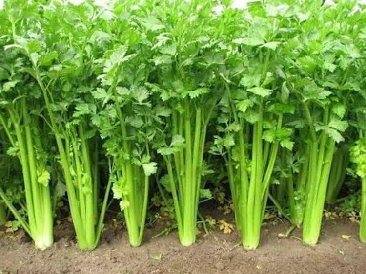 Chinese Celery Seeds - Non-GMO Heirloom Variety, Fast Shipping - Perfect for Home Garden (Apium graveolens)
