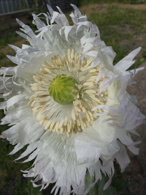 Poppy Seeds 500 Count JIMI'S SNOWFLAKES White Feathered Organic Flowers Papaver somniferum