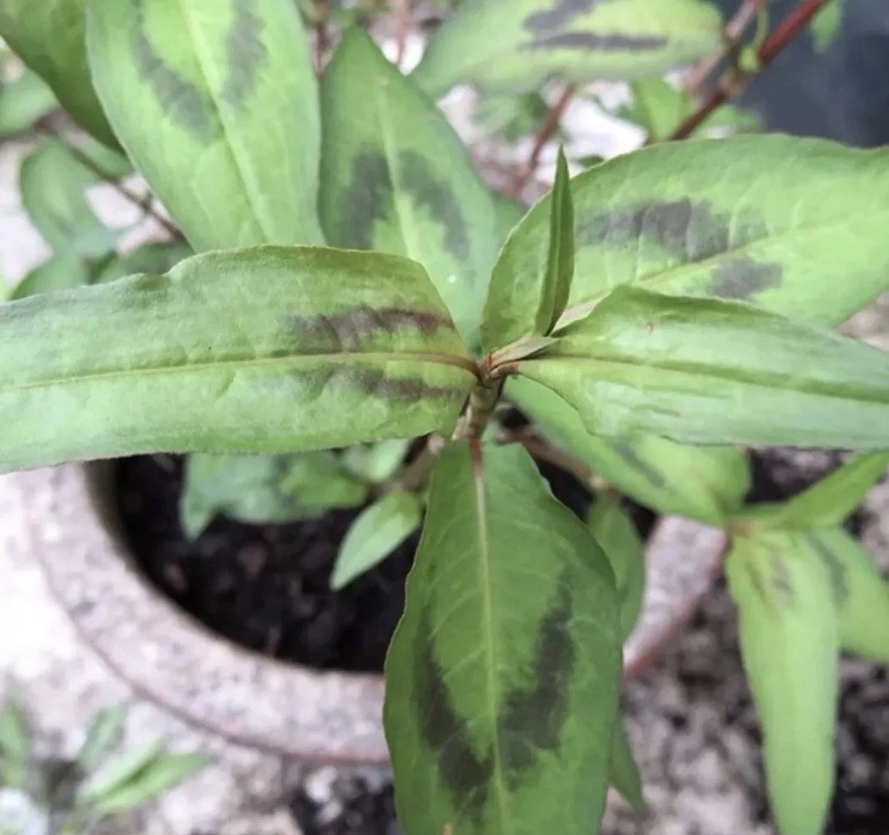 Live Vietnamese Coriander Plants 4"-5" "Rau Ram" Rooted in Soil (Persicaria odorata) - 8 Pack