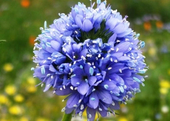 Globe Gilia Seeds - Blue - 100 Fresh Seeds - Gilia capitata - Non-GMO, Free Shipping