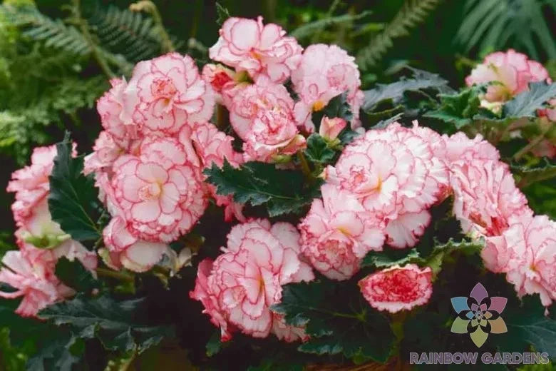 25+ Begonia Seeds for Garden Planting - Picotee White-Pink - Ideal for USA Gardens - Free Shipping Available