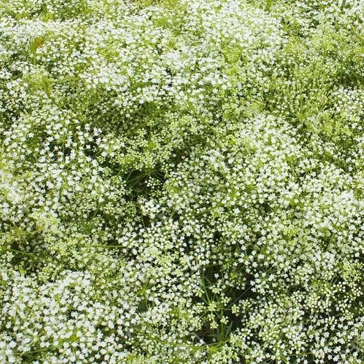 Baby's Breath Seeds - 200 Non-GMO Classic Cut Flower Seeds for Pollinators - Gypsophila elegans