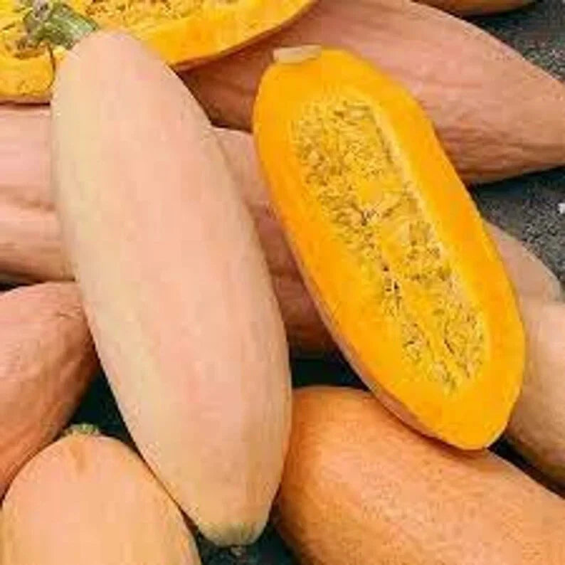 Pink Banana Squash Seeds - Organic 10 Pack - Cucurbita maxima - USA Grown, Free Shipping
