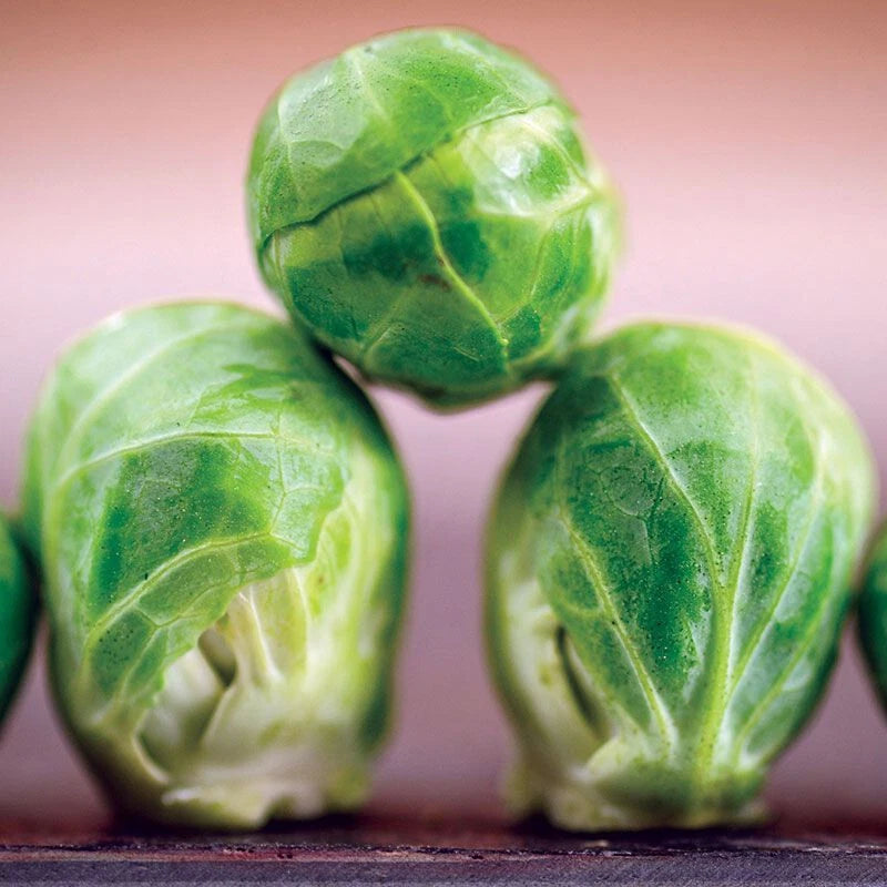 Brussel Sprouts Seeds - Long Island - 100 Count - Brassica oleracea var. gemmifera