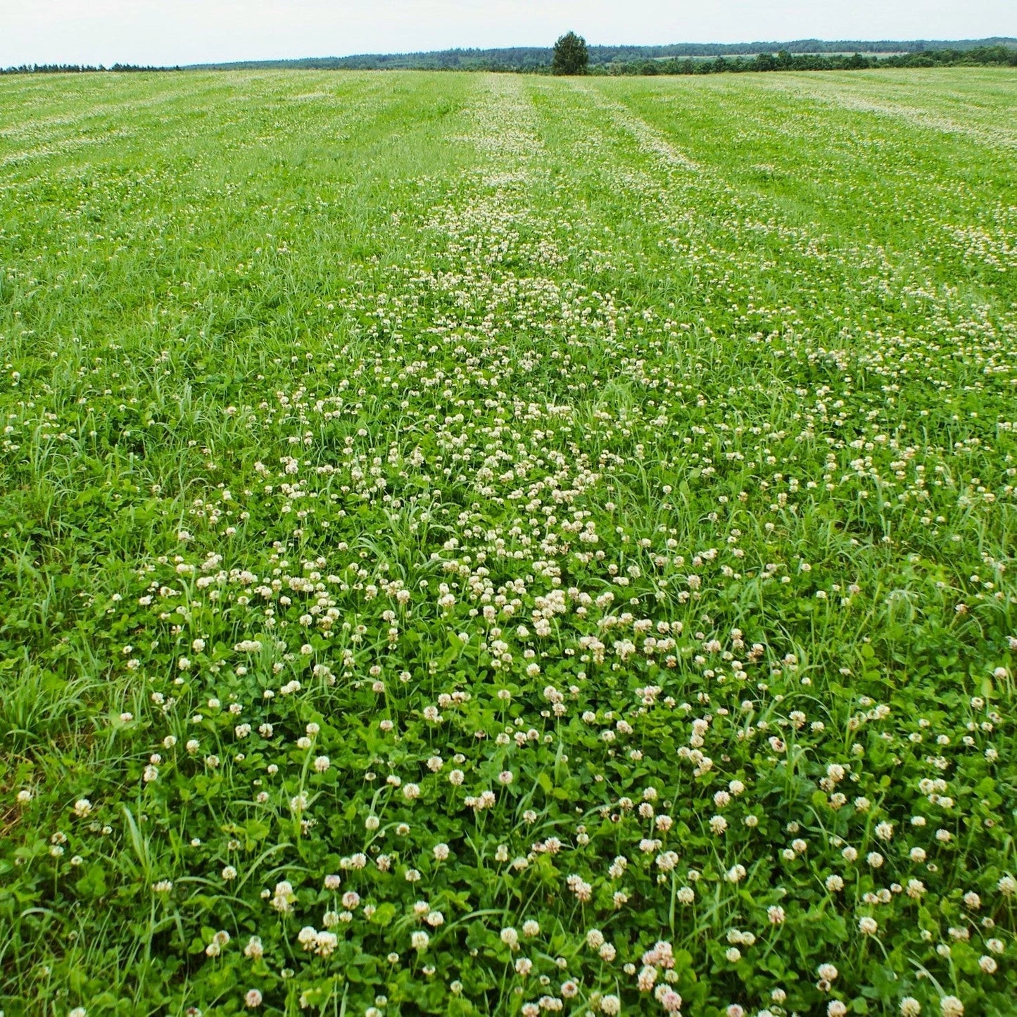 Dutch White Clover Seeds - Lush Lawn Cover - Landscape Clovers - Trifolium repens - Perfect for 2025 Planting