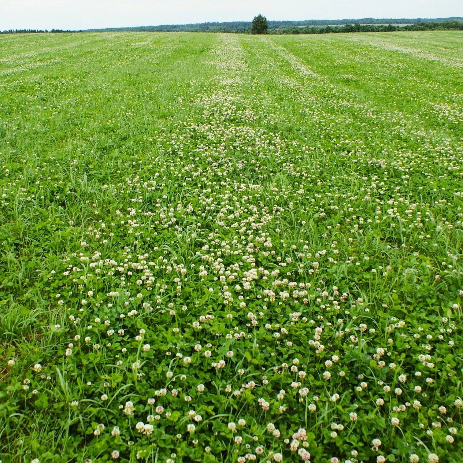 Dutch White Clover Seeds - Lush Lawn Cover - Landscape Clovers - Trifolium repens - Perfect for 2025 Planting