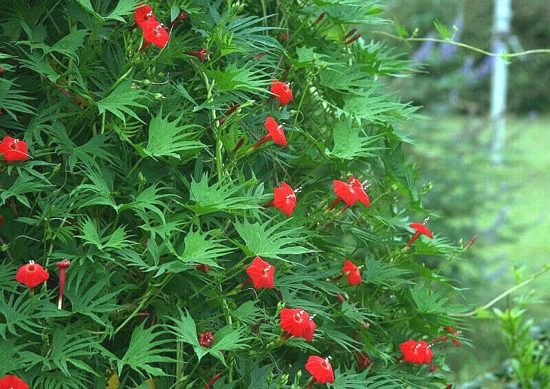 Cardinal Climber Vine Seeds - 24 Pack, Red Flowering, Hummingbird Attracting, Ipomoea quamoclit