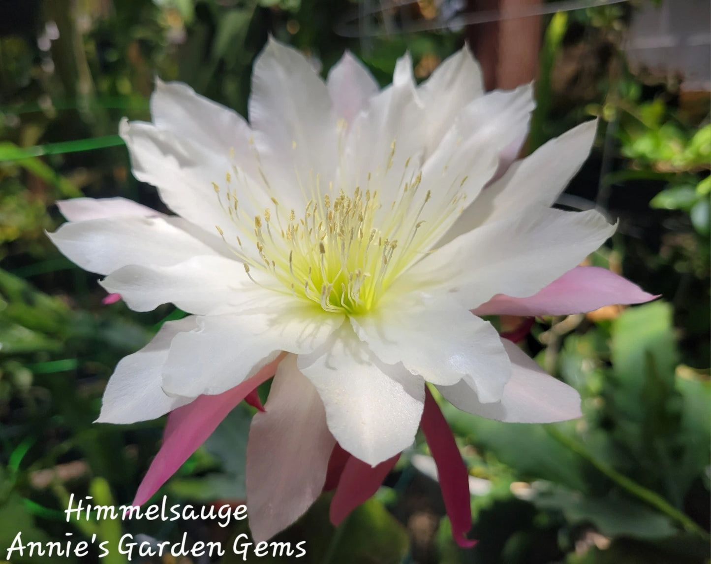 Epiphyllum Himmelsauge Cuttings | Orchid Cactus | 8-10 inches Long | Ideal for Indoor Gardening